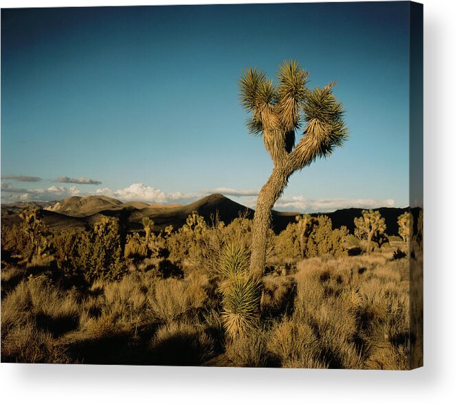 Majestic Acrylic Print featuring the photograph Joshua Tree And Horizon #1 by Silvia Otte