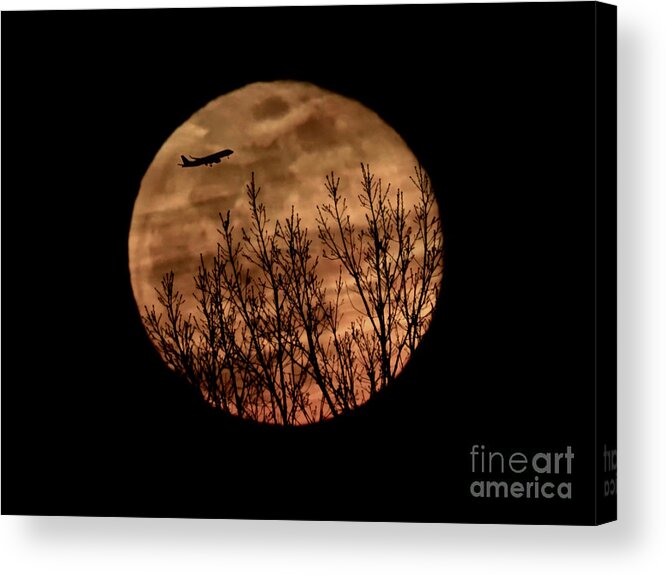 Moon Acrylic Print featuring the photograph Moonlit Flight #1 by Beth Myer Photography