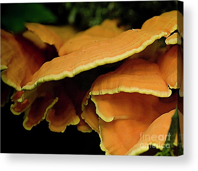 Chicken-of-the-woods Acrylic Print featuring the photograph Mushrooms on a log II #2 by Rich Collins