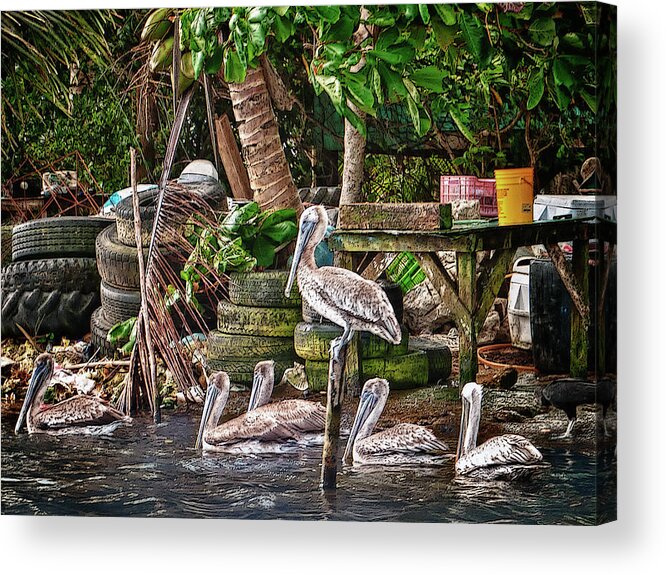 Belize Acrylic Print featuring the photograph Pelicans #1 by Jessica Levant