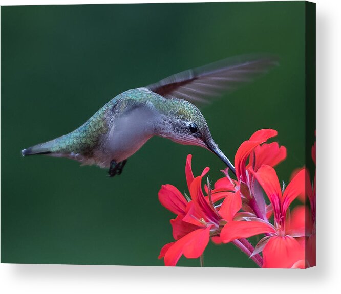 Hummingbird Acrylic Print featuring the photograph Ruby-throated Hummingbird #1 by Patrick Dessureault