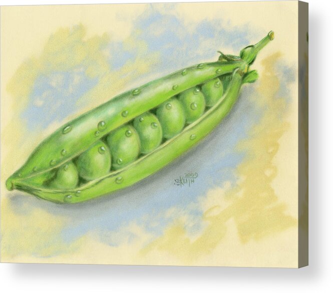 A Sugar Snap Pea Pod Open With The Peas Inside Showing Acrylic Print featuring the painting Sugar Snap Peas #1 by Barbara Keith