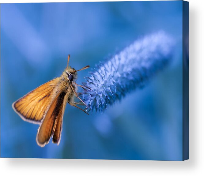 Butterfly Acrylic Print featuring the photograph Untitled #18 by Konstantin Selezenev