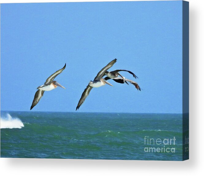 Pelicans Acrylic Print featuring the photograph Follow the Leader #2 by Scott Cameron