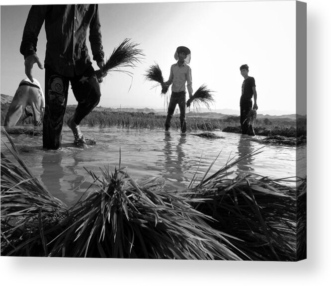 People Acrylic Print featuring the photograph Planting Rice #2 by Saeed Kouhkan