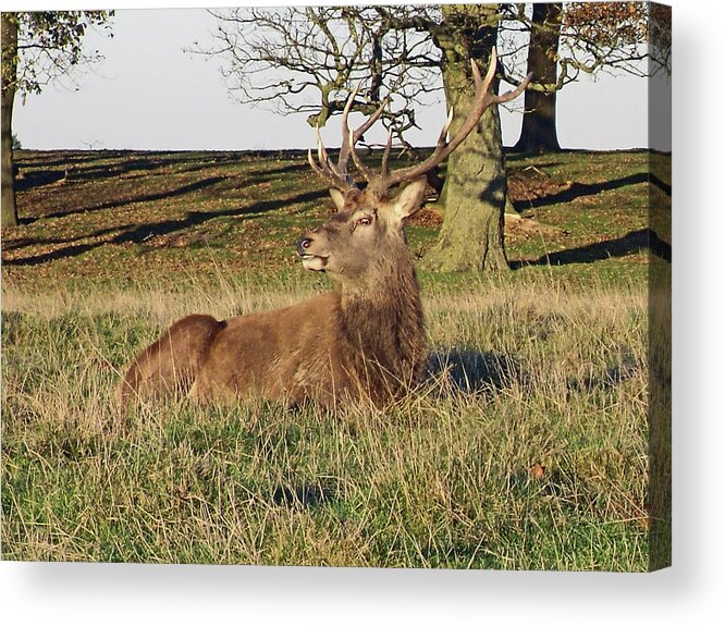 Knutsford Acrylic Print featuring the photograph 28/11/18 TATTON PARK. Stag in The Park. by Lachlan Main