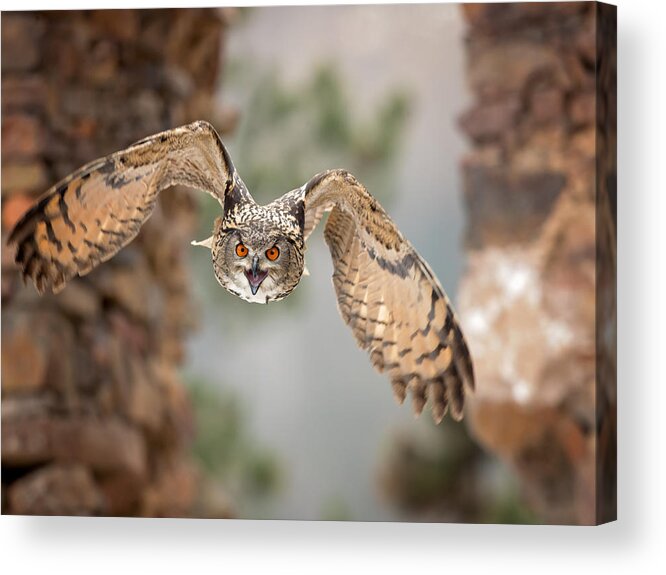 Eagle-owl Acrylic Print featuring the photograph Eurasian Eagle-owl #4 by Milan Zygmunt