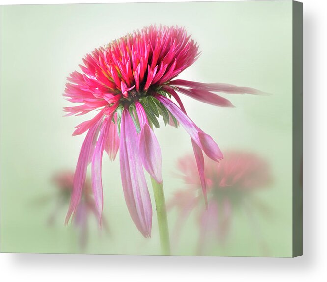 Nature Acrylic Print featuring the photograph A garden symhony. by Usha Peddamatham