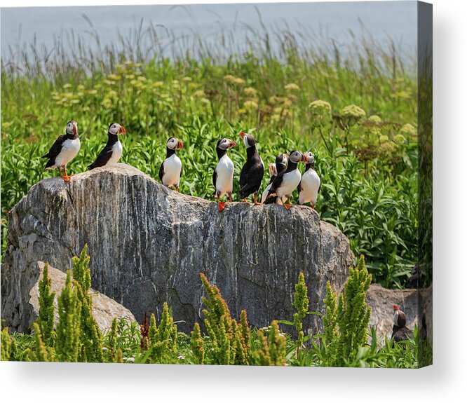 Puffins Acrylic Print featuring the photograph A Gathering of Puffins by Scene by Dewey