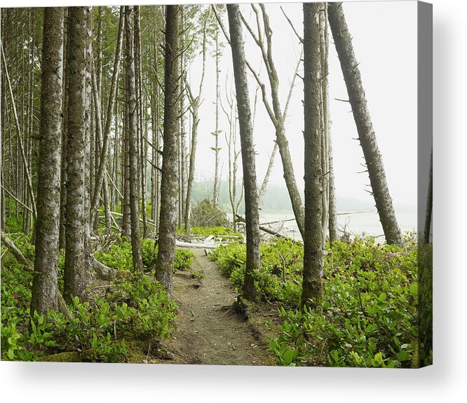 Vancouver Island Acrylic Print featuring the photograph A Path In The Forest Along The Shore Of by Ian Grant / Design Pics