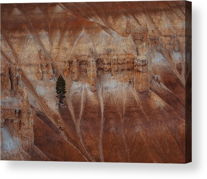 Bryce Acrylic Print featuring the photograph A Pine Tree On The Steep Cliff by Anchor Lee