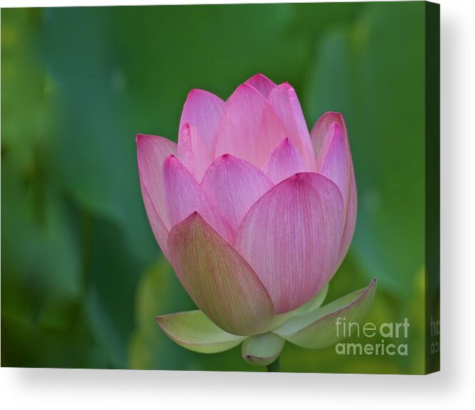 Pale Acrylic Print featuring the photograph A Pink Lotus in Full Bloom by L Bosco