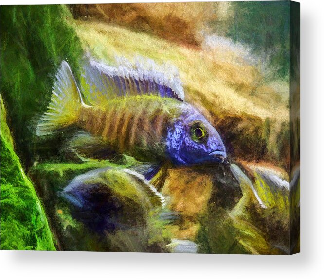 African Cichlid Acrylic Print featuring the digital art Amazing Peacock Cichlid by Don Northup