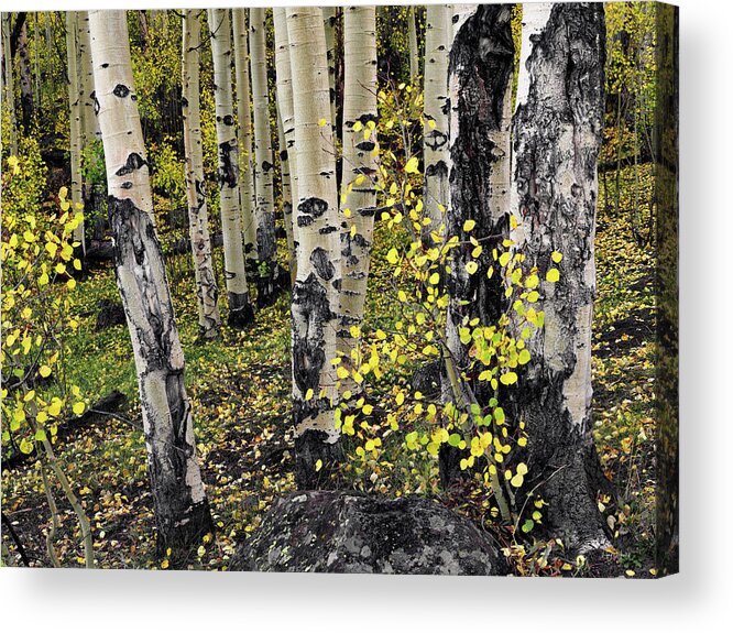 Aspen Forest Acrylic Print featuring the photograph Aspen Forest by Leland D Howard