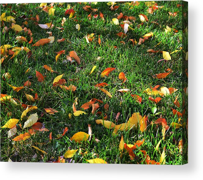 Grass Acrylic Print featuring the photograph Autumn's Confetti by Kae Cheatham