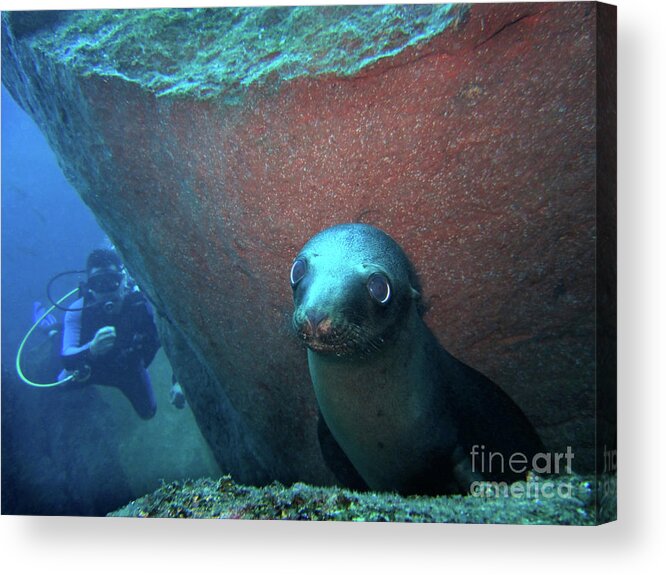 Sea Lion Acrylic Print featuring the photograph Baby Lobo Marino by Becqi Sherman