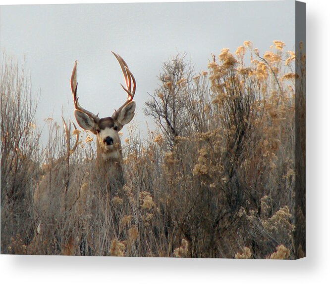 Animal Themes Acrylic Print featuring the photograph Back Yard Mule Deer Buck by Hlazyj - Susan Humphrey