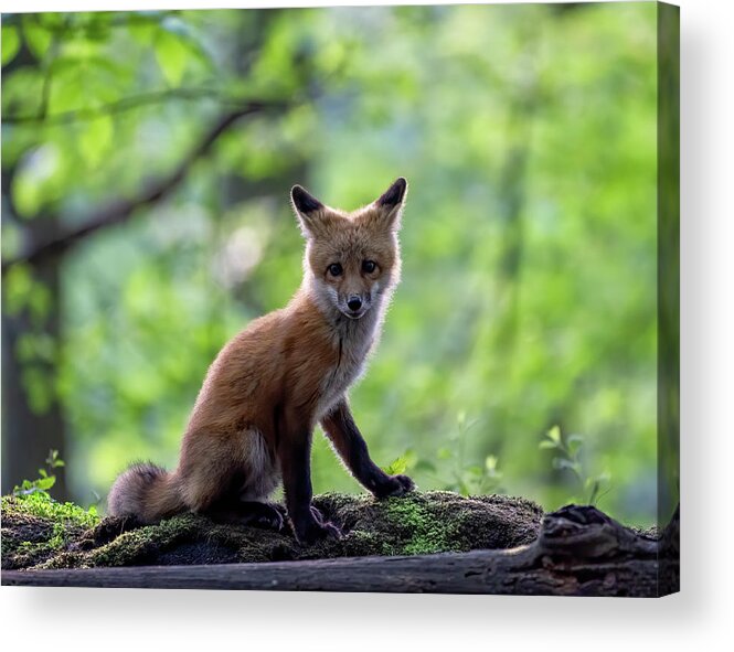 Fox Acrylic Print featuring the photograph Backlit Bandit by James Overesch