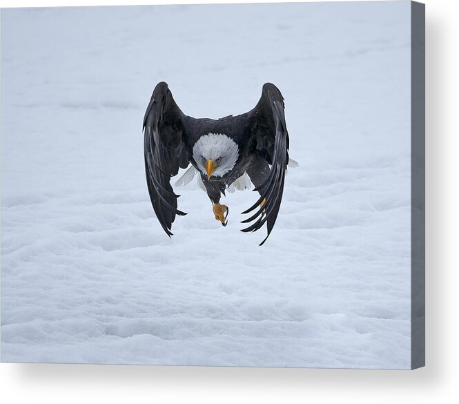 Bald Acrylic Print featuring the photograph Bald Eagle Takeoff by Shlomo Waldmann