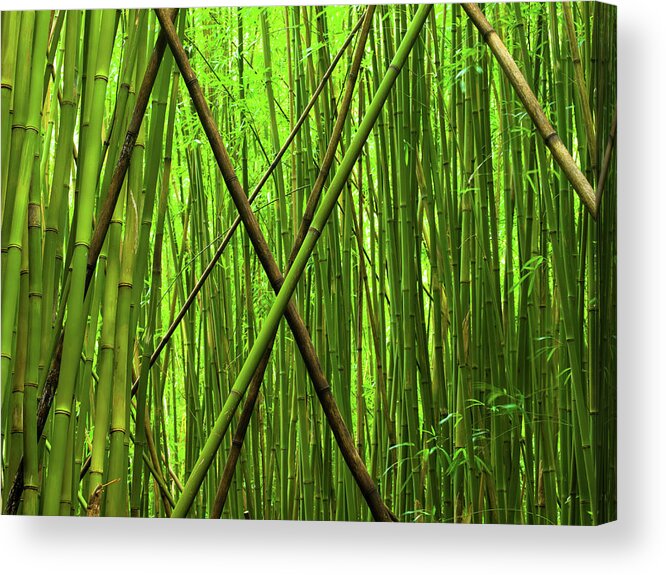 Maui Acrylic Print featuring the photograph Bamboo X by Christopher Johnson