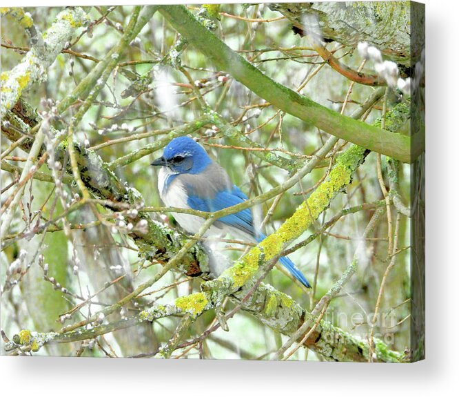 Bluejay Acrylic Print featuring the photograph Beautiful Blue Bird by Scott Cameron