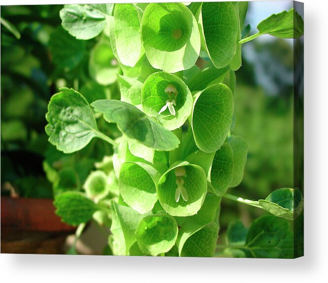 Bells Of Ireland Acrylic Print featuring the photograph Bells Of Ireland by Audrey