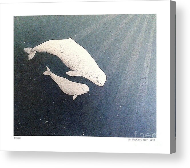 Beluga Acrylic Print featuring the mixed media Beluga and Calf by Art MacKay