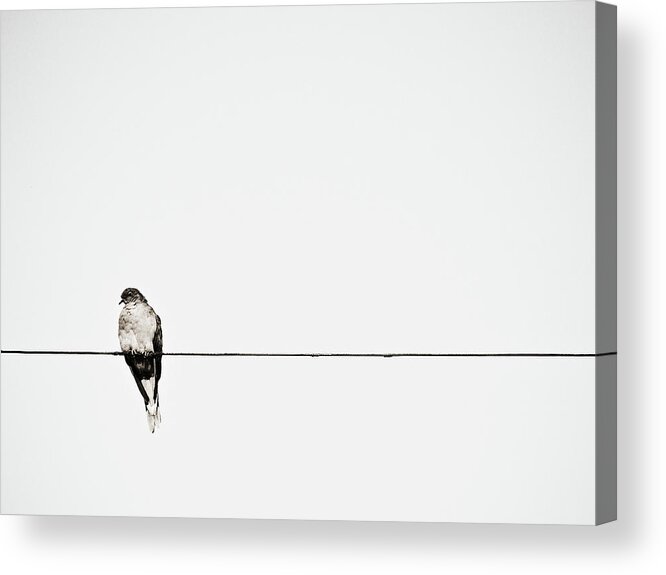 Wire Acrylic Print featuring the photograph Bird On Power Line by Photograph By Ryan Brady-toomey