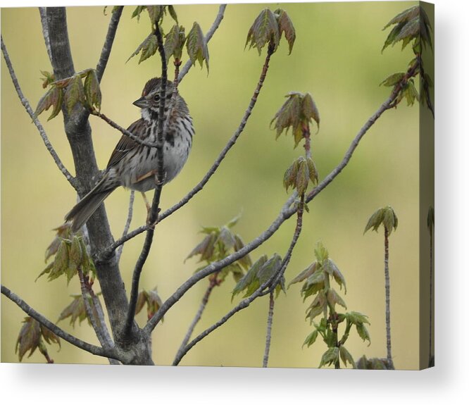 Bird Acrylic Print featuring the photograph Bird Peeking Through The Tree by Kathy Chism