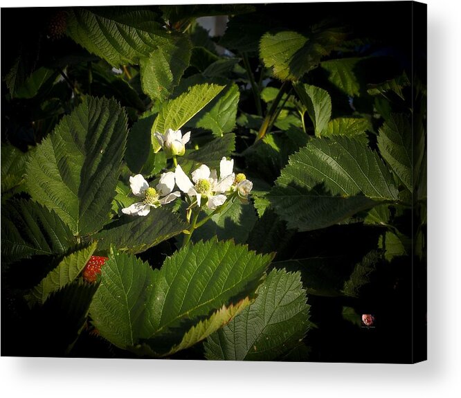 Botanical Acrylic Print featuring the photograph Blossoms White Red Berry by Richard Thomas