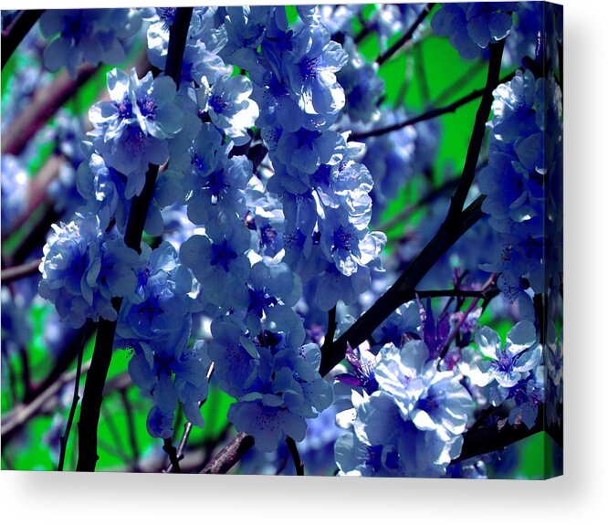 Blue Acrylic Print featuring the photograph Blue cherry blossom - Colorful nature by Patricia Piotrak