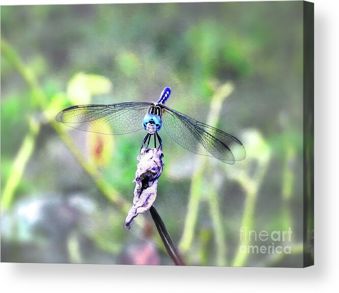 Dragonfly Acrylic Print featuring the photograph Blue Dasher by Scott Cameron