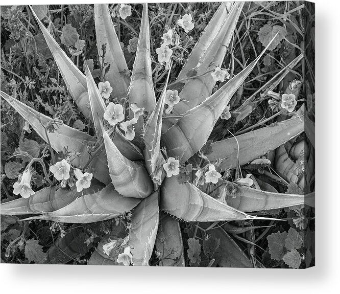 Disk1215 Acrylic Print featuring the photograph Bluebells Blossoming On Agave by Tim Fitzharris