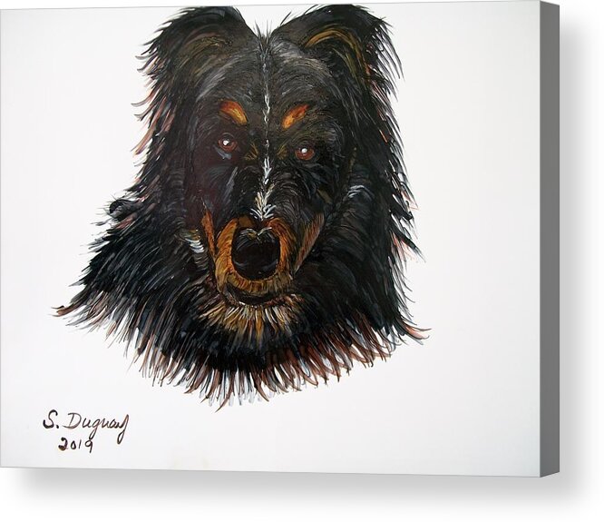 Border Acrylic Print featuring the drawing Border Collie Cross by Sharon Duguay