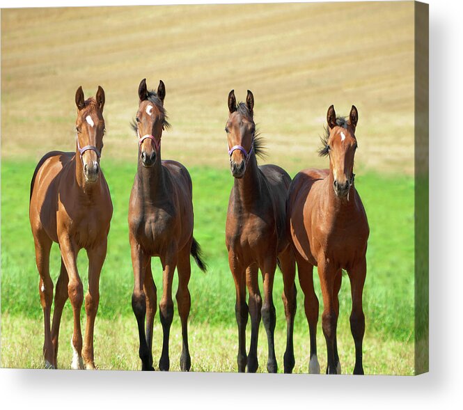 Horse Acrylic Print featuring the photograph Boy Gang by Kerrick