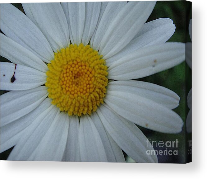 Flower Acrylic Print featuring the photograph Bright flower by Karin Ravasio