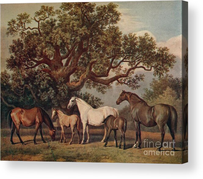 20-29 Years Acrylic Print featuring the drawing Brood Mares And Foals by Print Collector