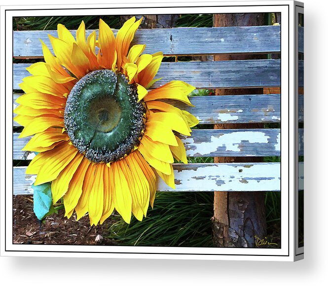 Daisy Acrylic Print featuring the photograph Bursting by Peggy Dietz
