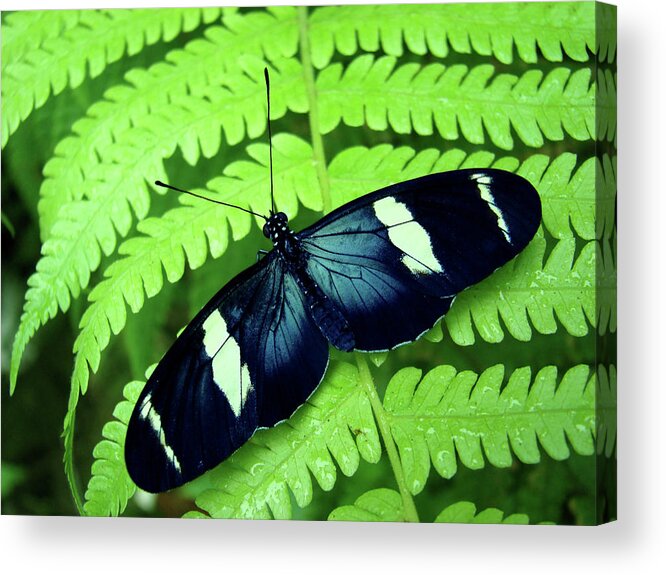 Natural Pattern Acrylic Print featuring the photograph Butterfly On Leaf by Kryssia Campos