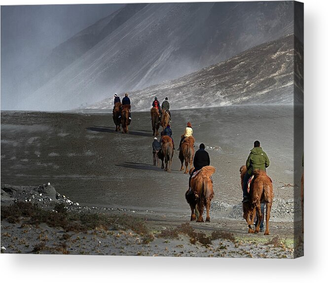 Working Animal Acrylic Print featuring the photograph Camels Of Nubra Valley by Www.amardeepphotography.com
