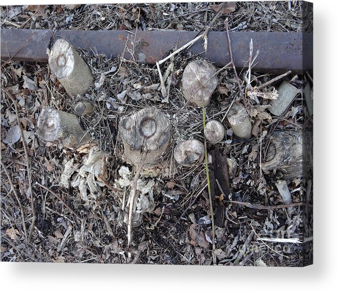 Canal Acrylic Print featuring the photograph Canal Stumps-027 Scabs by Christopher Plummer