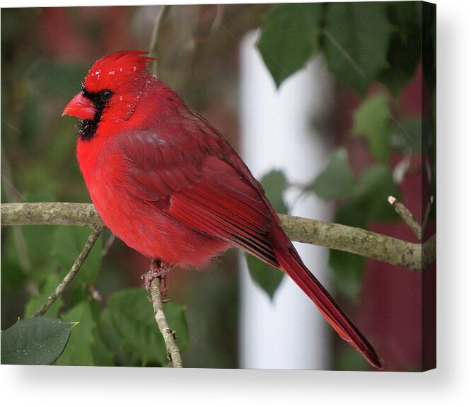 Cardinal Acrylic Print featuring the photograph Cardinal in Winter by Linda Stern