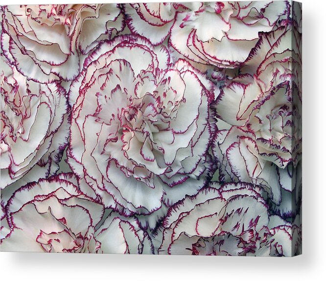 Outdoors Acrylic Print featuring the photograph Carnations Flowers by Dragan Todorovic