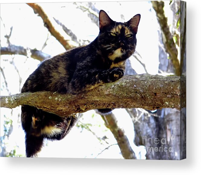 Cat Acrylic Print featuring the photograph Cat - Out - On - A - Limb by D Hackett