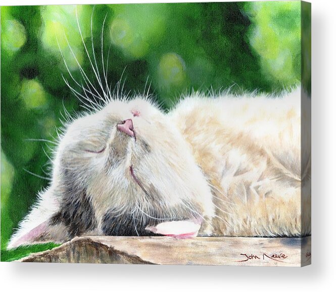 Cat Acrylic Print featuring the painting Catnap by John Neeve