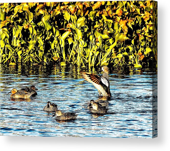Marsh Acrylic Print featuring the photograph Cattail, Marsh by Jerry Connally