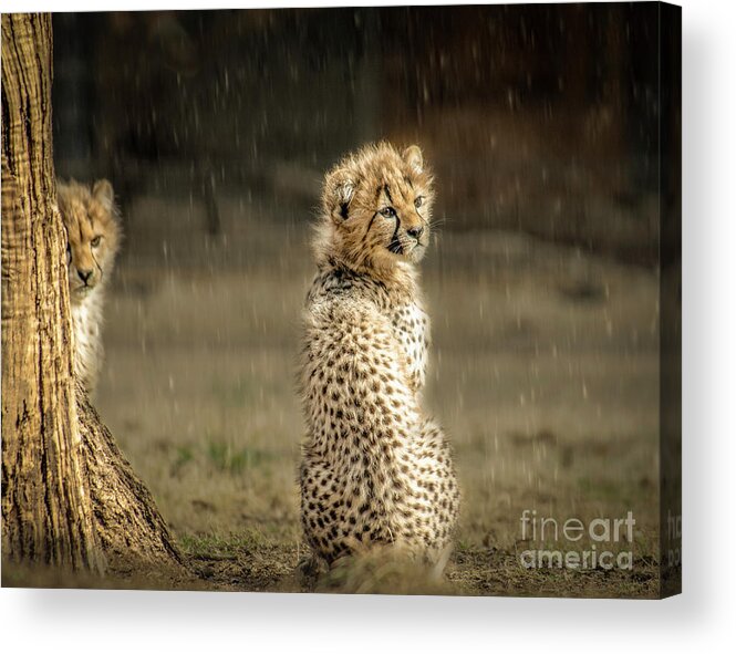 Animals Acrylic Print featuring the photograph Cheetah Cubs and Rain 0168 by Donald Brown