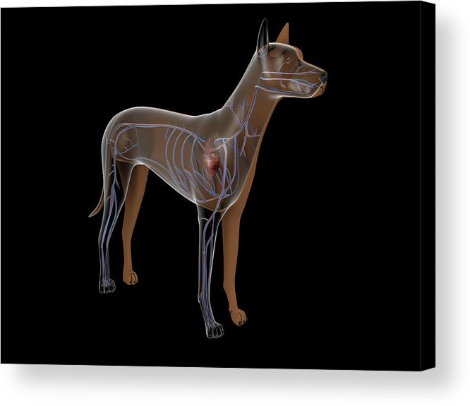 Horizontal Acrylic Print featuring the photograph Circulatory System Of A Dog by Stocktrek Images