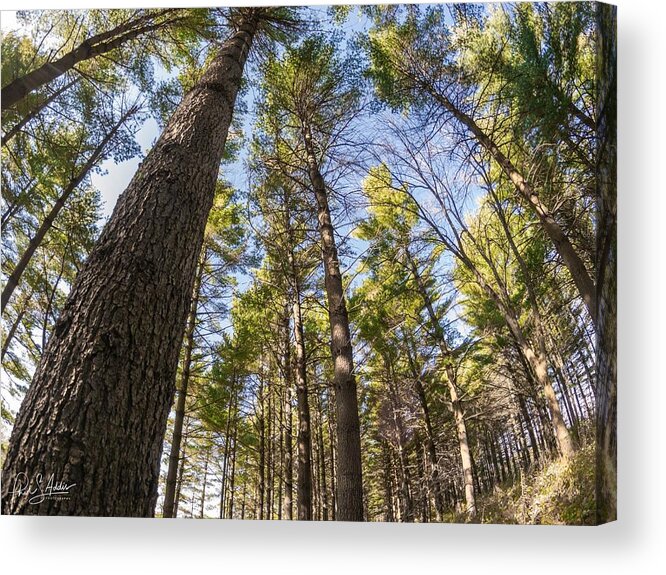 Trees Acrylic Print featuring the photograph Climbing High by Phil S Addis