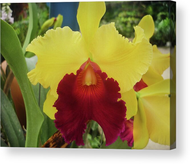 Petal Acrylic Print featuring the photograph Close-up Of Orchid by Elizabeth Fernandez